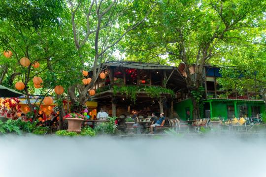 Hoa Đồng Nội