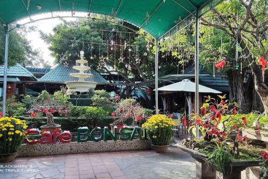 Cafe Bonsai