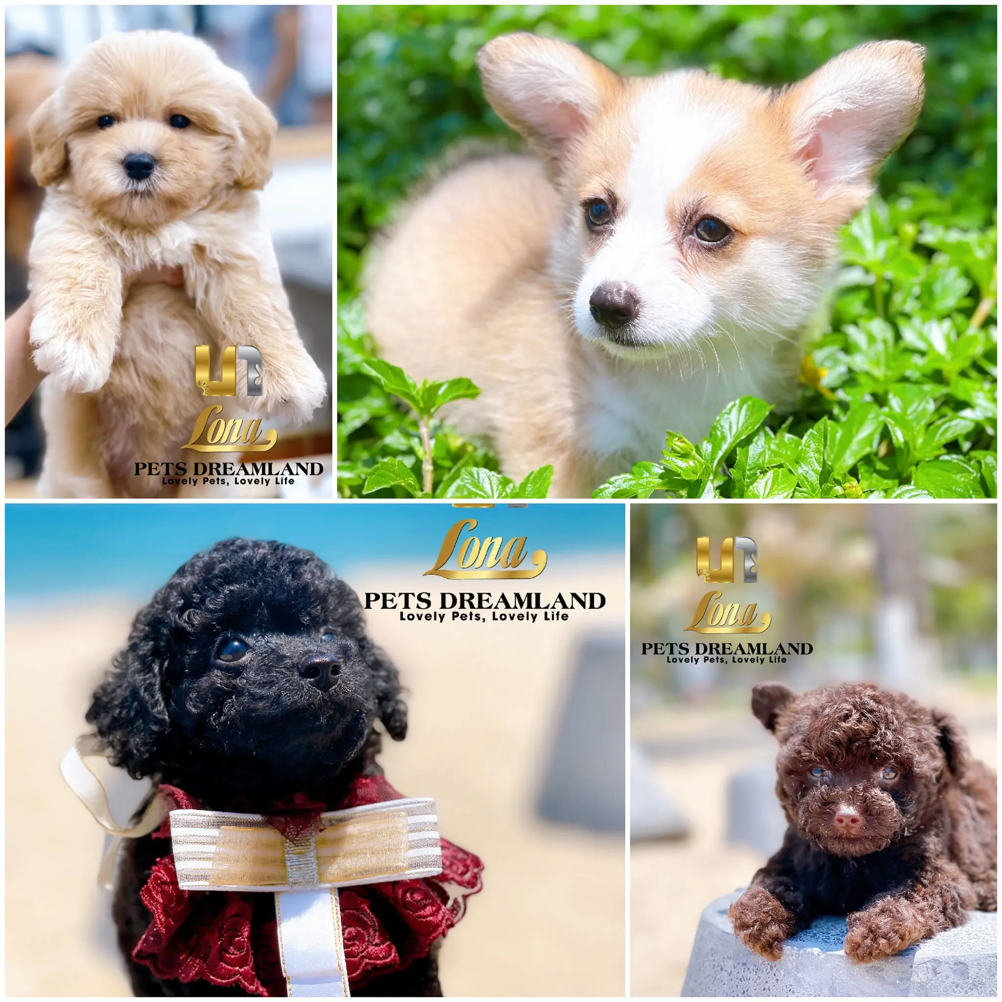 Top 10 cửa hàng bán thú cưng uy tín nhất tại Nha Trang