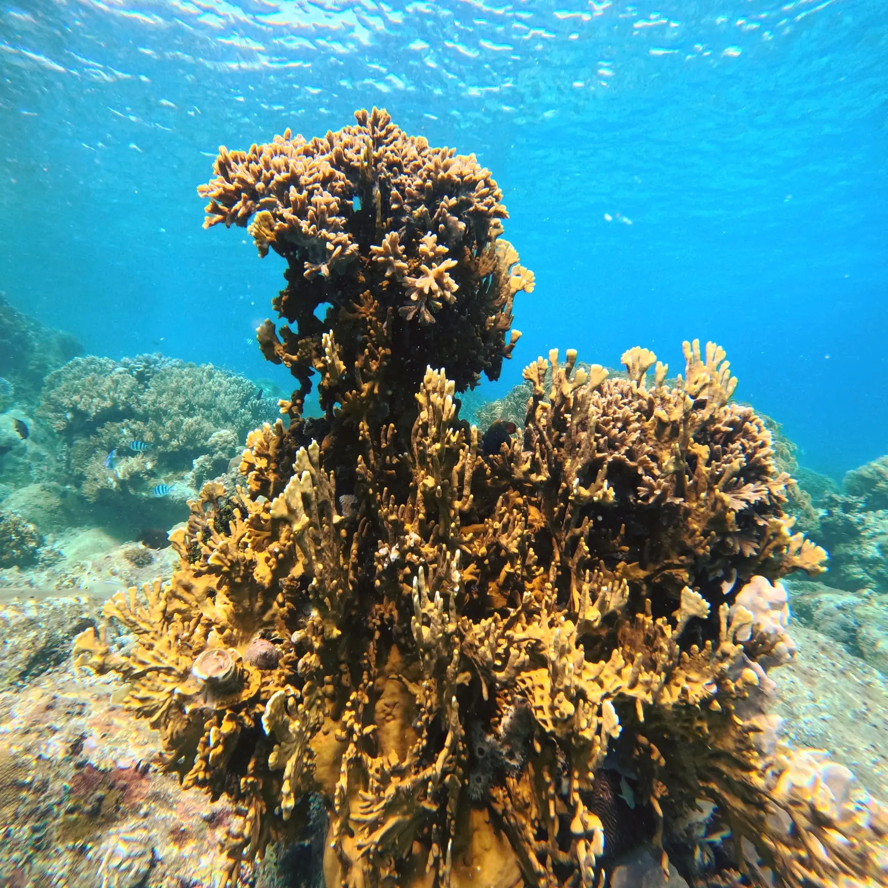nhatrangseastar