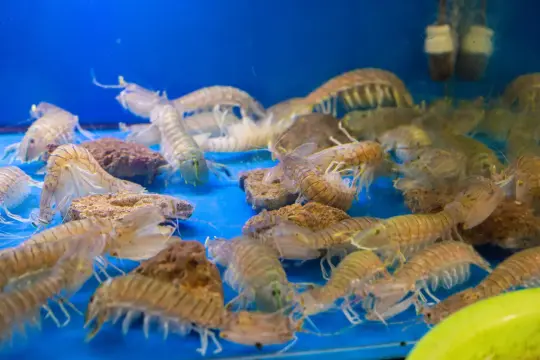 비엔 호 해산물 레스토랑