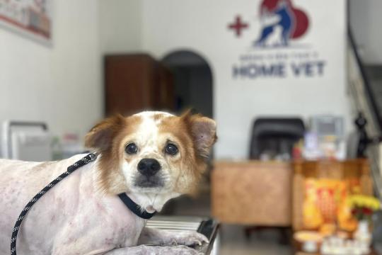 Home Vet Veterinary Hospital Nha Trang