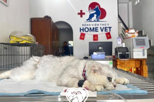 Home Vet Veterinary Hospital Nha Trang