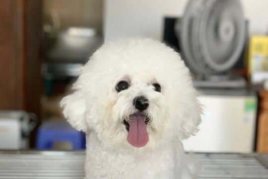 Home Vet Veterinary Hospital Nha Trang