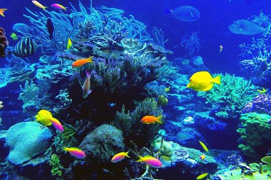 Viện Hải Dương Học Nha Trang