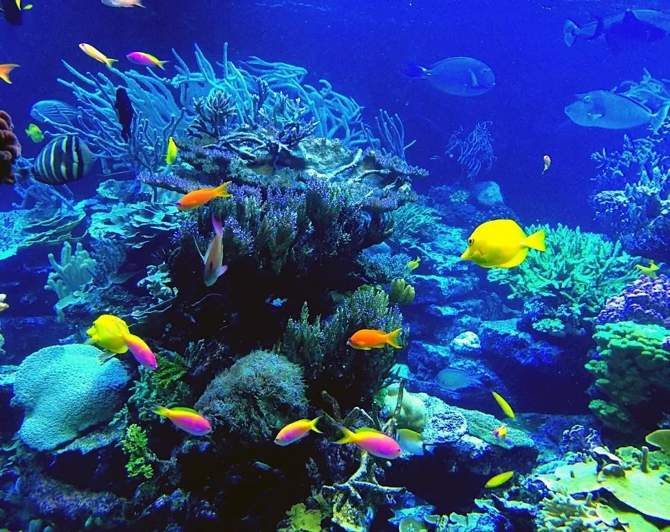 芽庄海洋研究所——探索微型海洋之旅。