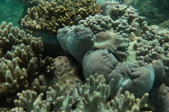Ecodive Vietnam - PADI Dive Centre Nha Trang