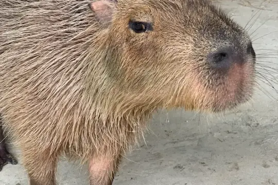 Tiên Tiến Farm & Zoo