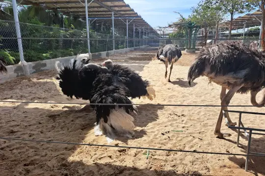 Tiên Tiến Farm & Zoo