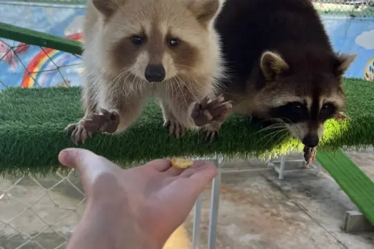 Tiên Tiến Farm & Zoo
