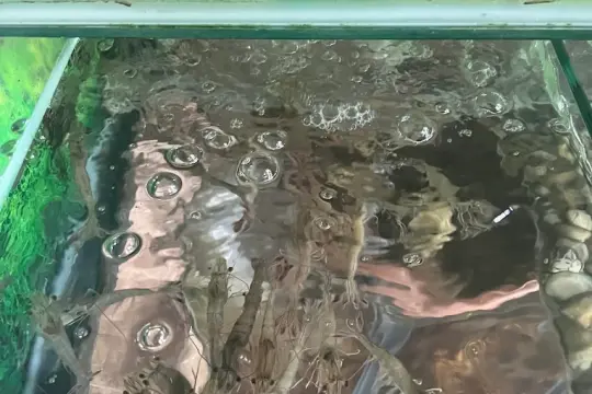 Hoa Sơn Quán Biển Rừng