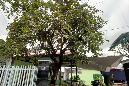 Cafe trà sữa 42